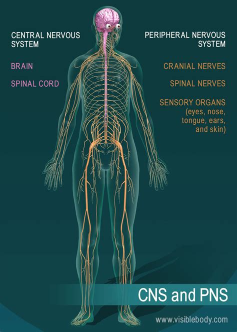 What is the largest nerve in the body?
