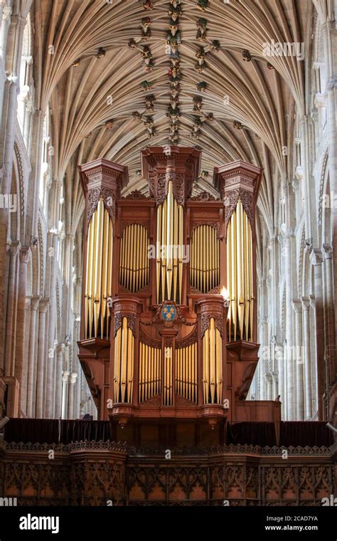 What is the largest organ in the UK?