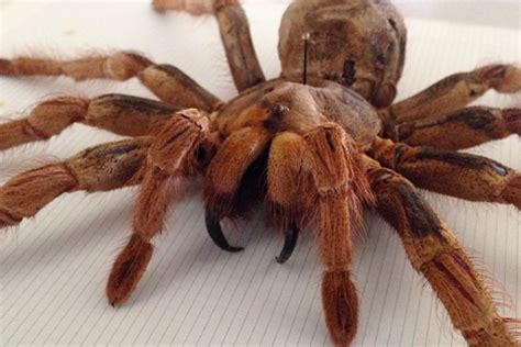 What is the largest tarantula ever seen?