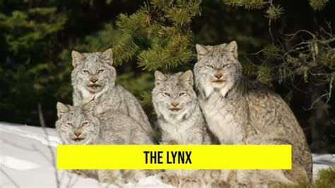 What is the largest wild cat in Canada?