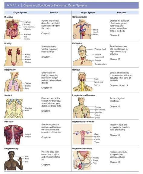 What is the last organ to form?