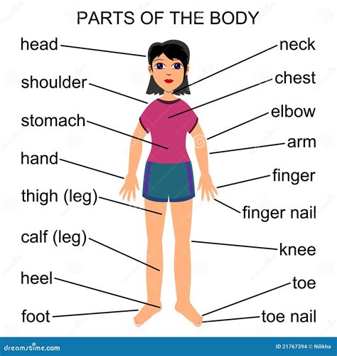 What is the last part of the body?