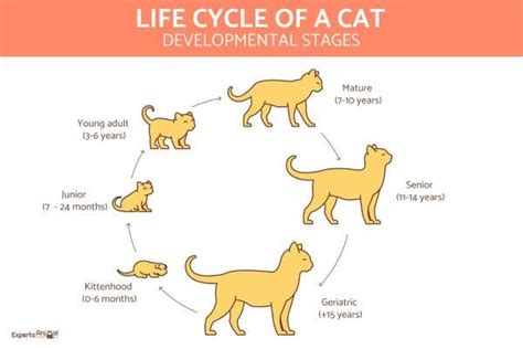 What is the last stage in a cat life cycle?