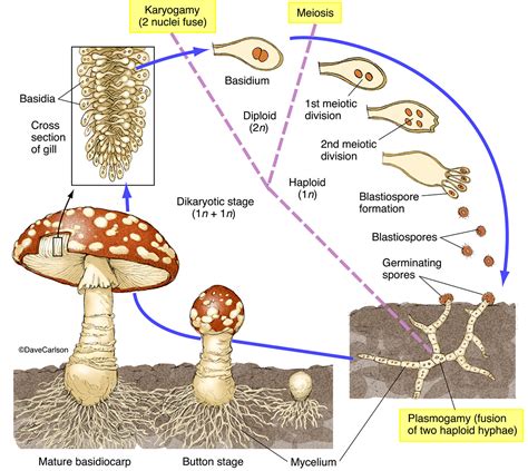 What is the last stage of fungus?