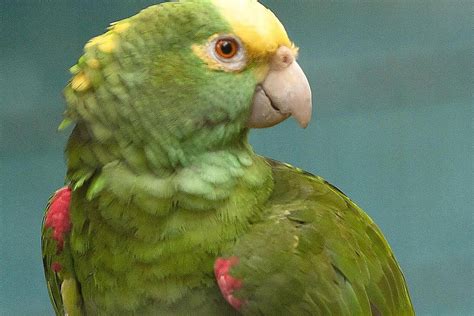 What is the least aggressive Amazon parrot?