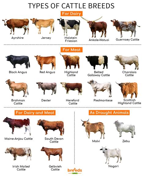 What is the least aggressive cow?