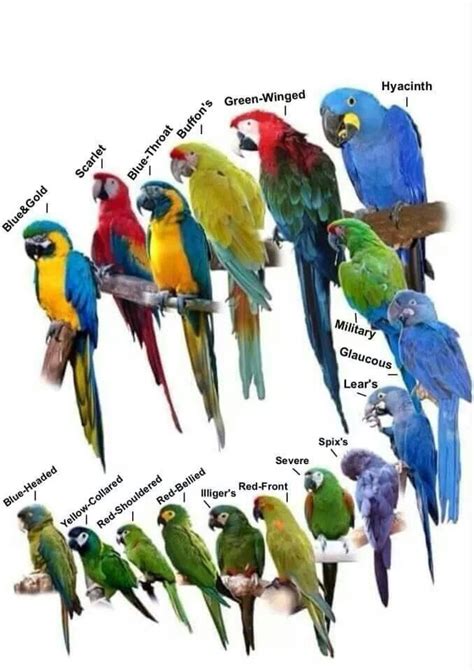What is the least aggressive parrot species?