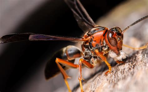 What is the least aggressive wasp?