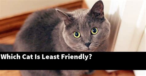 What is the least friendliest cat?