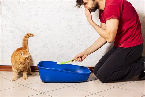 What is the least smelly cat litter?