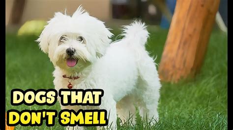 What is the least smelly pet?