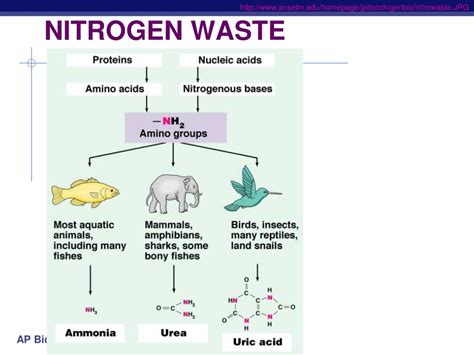 What is the least toxic nitrogenous waste?