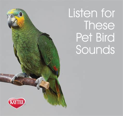 What is the least vocal pet bird?