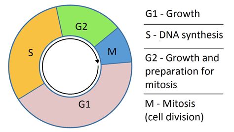 What is the length of the cell cycle?