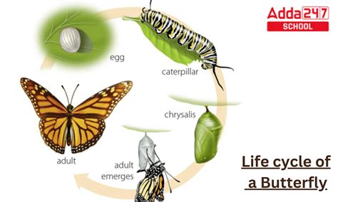 What is the life cycle of a butterfly project Class 4?