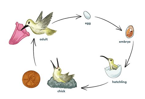 What is the life cycle of a hummingbird?