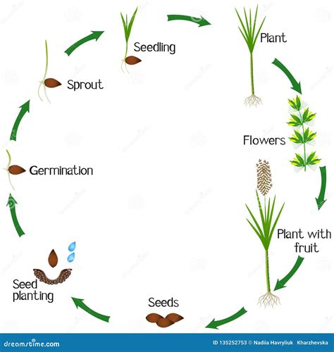 What is the life cycle of sugarcane?