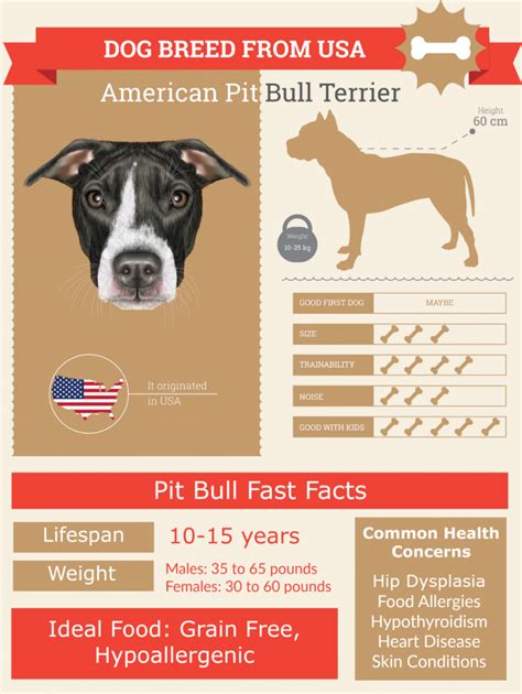 What is the life expectancy of a pit bull?