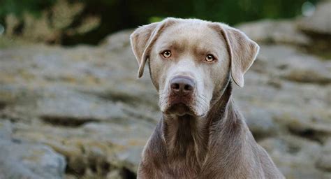 What is the life expectancy of a silver Lab?