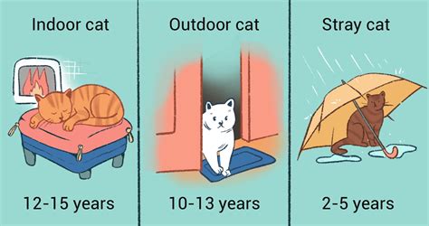 What is the life expectancy of an outdoor cat?