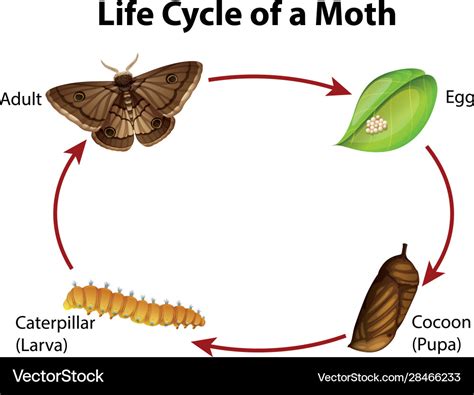 What is the life of a moth?