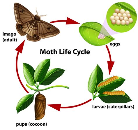 What is the life span of a moth?