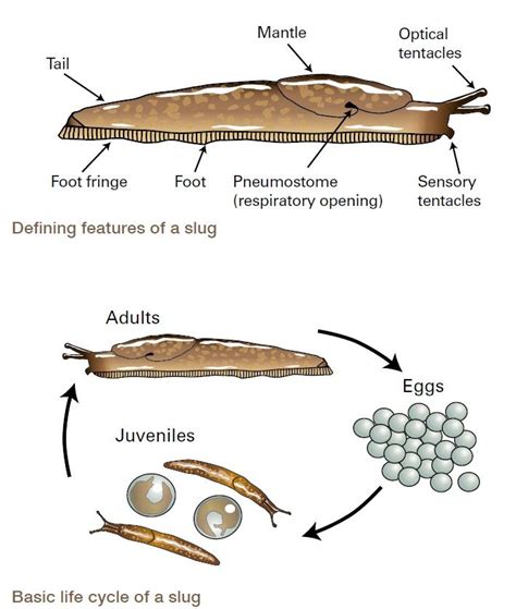 What is the life span of a slug?
