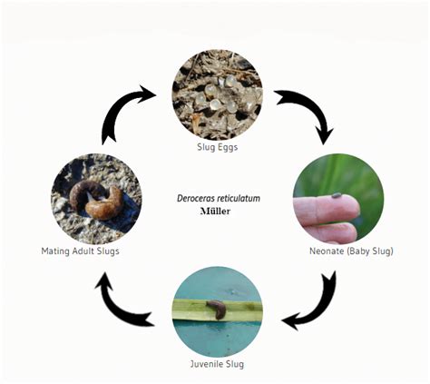 What is the lifecycle of a slug?