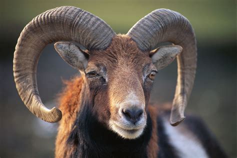 What is the lifespan of a Ram?