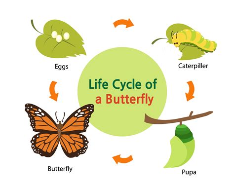 What is the lifespan of a butterfly?