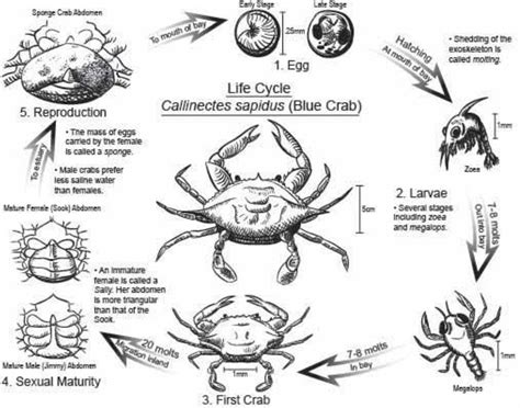 What is the lifespan of a crab?