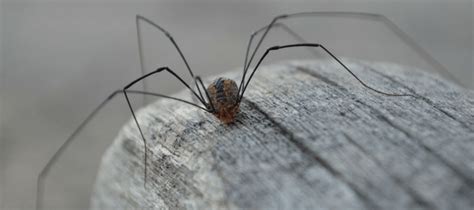 What is the lifespan of a daddy long legs?