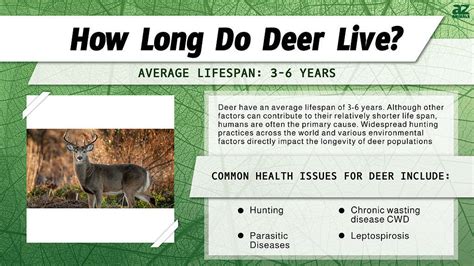 What is the lifespan of a deer?