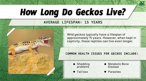 What is the lifespan of a gecko?