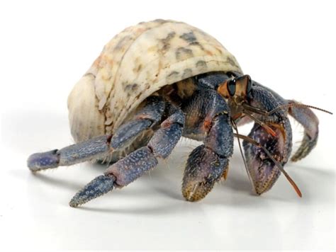 What is the lifespan of a hermit crab?