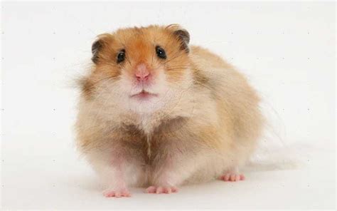 What is the lifespan of a long haired hamster?
