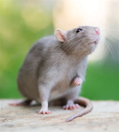 What is the lifespan of a pet rat?