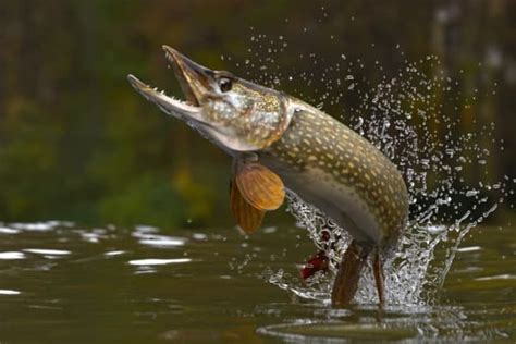 What is the lifespan of a pike?