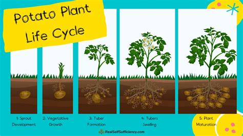 What is the lifespan of a potato plant?