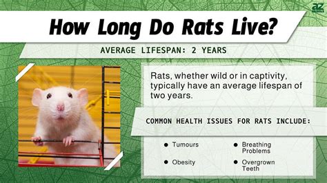 What is the lifespan of a rat?