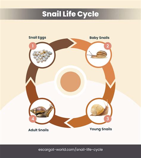 What is the lifespan of a snail?