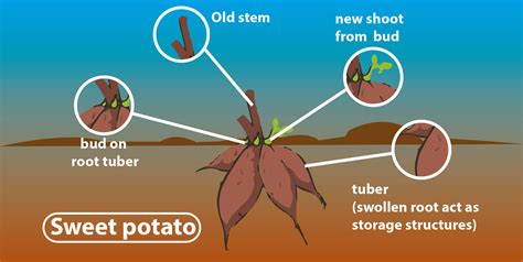 What is the lifespan of a sweet potato?