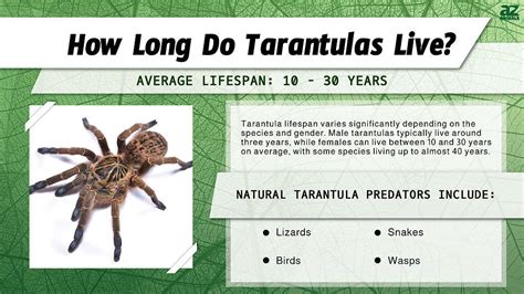 What is the lifespan of a tarantula?