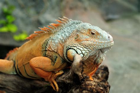 What is the lifespan of an iguana?
