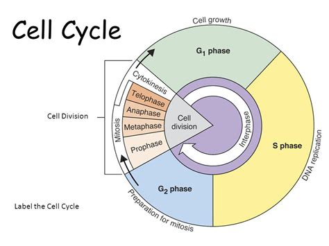 What is the long definition of cell cycle?