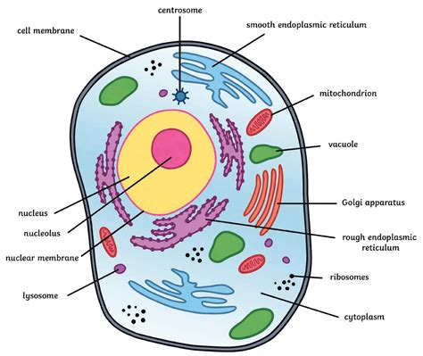 What is the long definition of cell organelles?