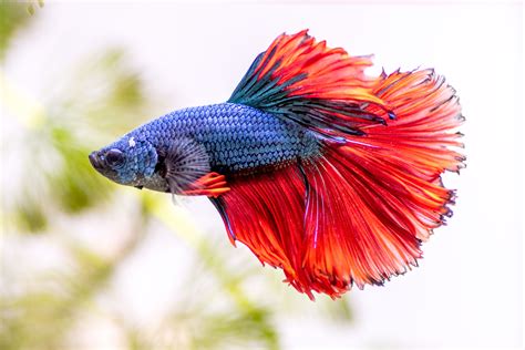 What is the longest a betta fish has lived?