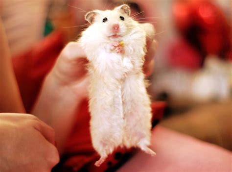 What is the longest a hamster has lived?