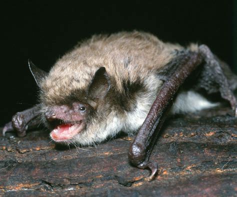What is the longest lived bat?