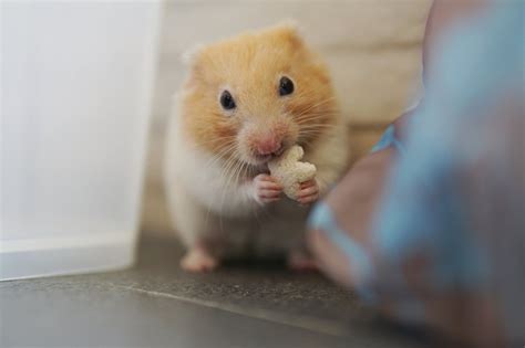 What is the longest living hamster?